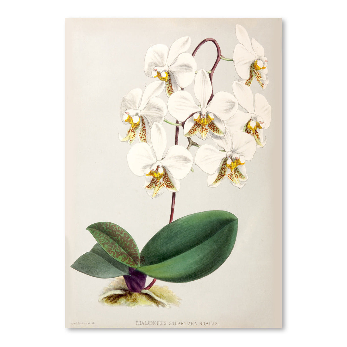 phalaenopsis orchid drawings