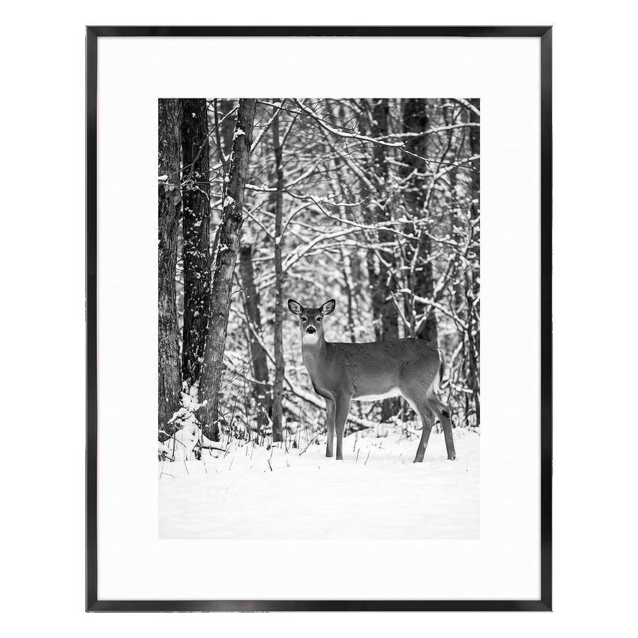 Black Brooklyn frame with a white mat, holding a photo of a deer in snowy woodland #flat