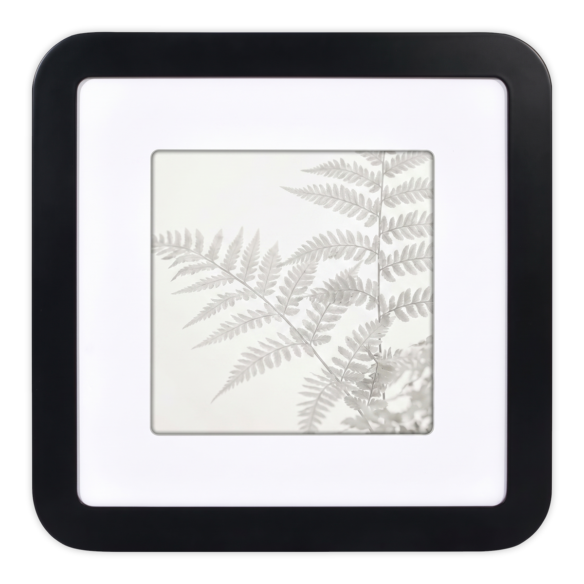 Black 12x12 Mod frame, white mat opening to 8x8, a pressed fern frond 