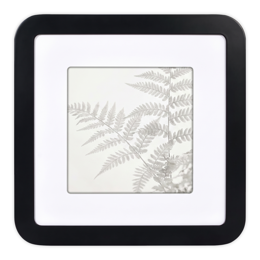 Black 12x12 Mod frame, white mat opening to 8x8, a pressed fern frond 