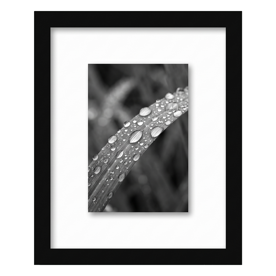 Black 5x7 float frame, a close-up of dew on a grass blade floating on white backing 