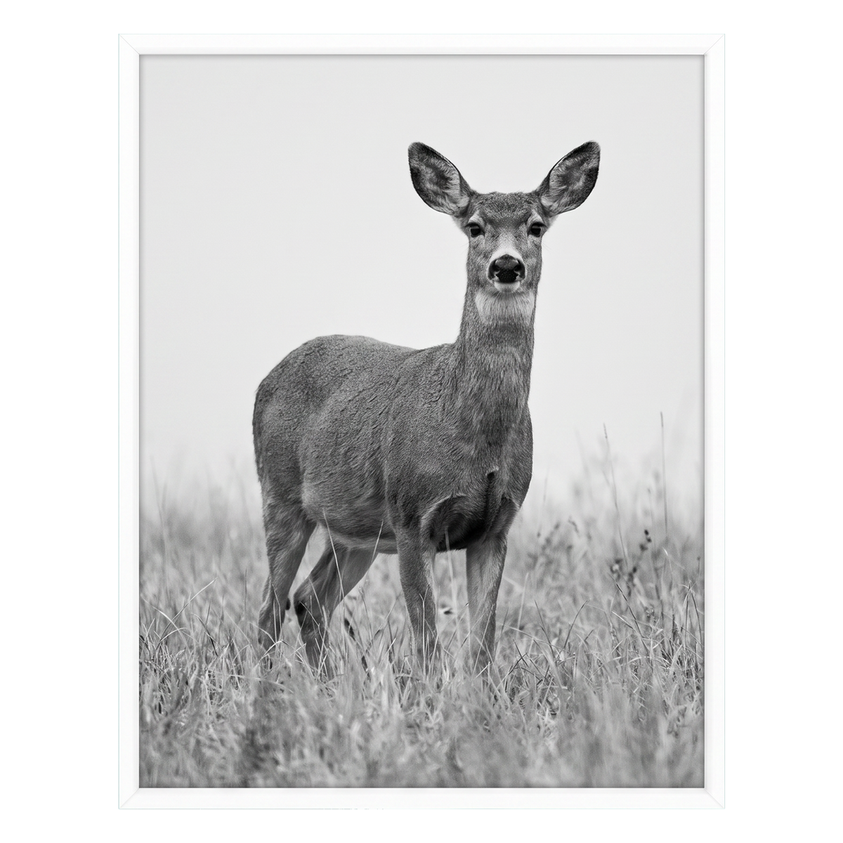 White Streamline frame, 11x14,  no mat, holding a photo of a deer standing in long grass 
