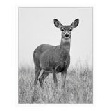 White Streamline frame, 11x14,  no mat, holding a photo of a deer standing in long grass 