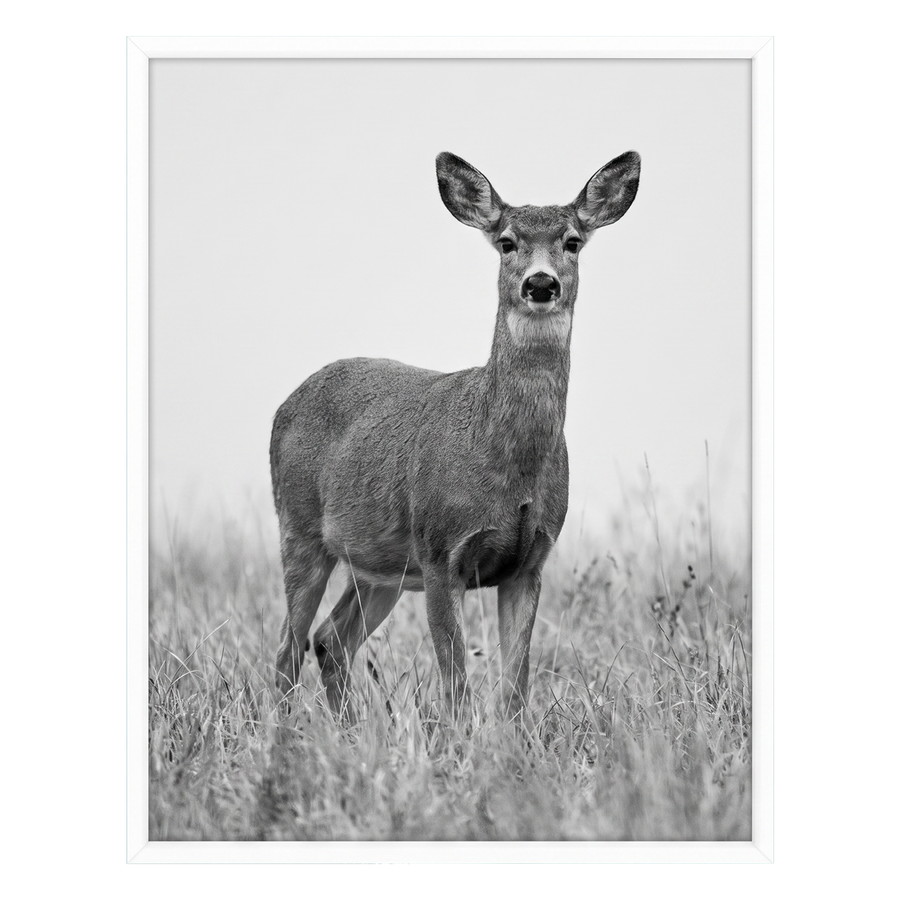 White Streamline frame, 11x14,  no mat, holding a photo of a deer standing in long grass #flat