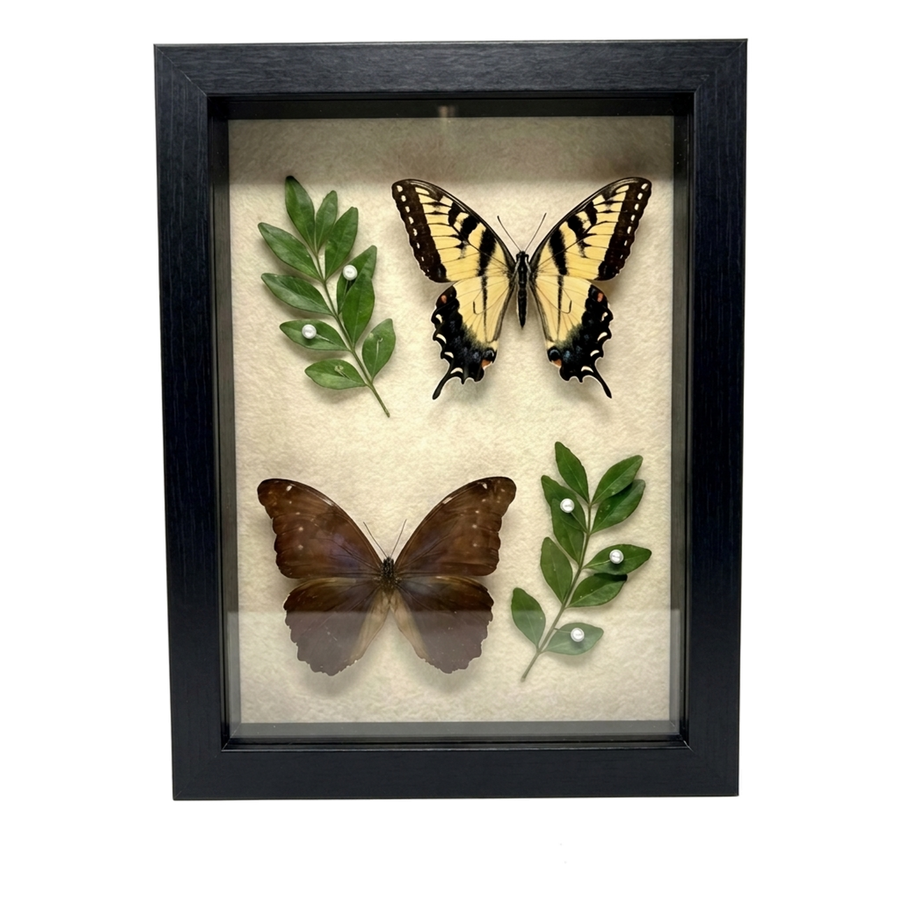 Black 5x7 shadow box holding two mounted butterflies and pressed leaves on cream 