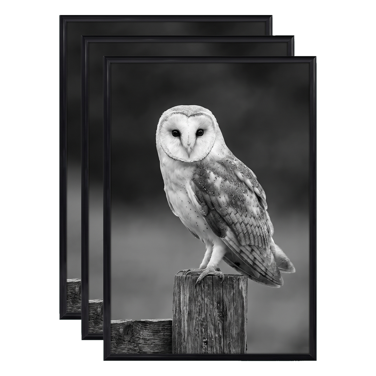 Three stacked black 12x16 Fusion frames all holding the same barn owl on a post photo 