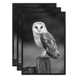Three stacked black 12x16 Fusion frames all holding the same barn owl on a post photo 