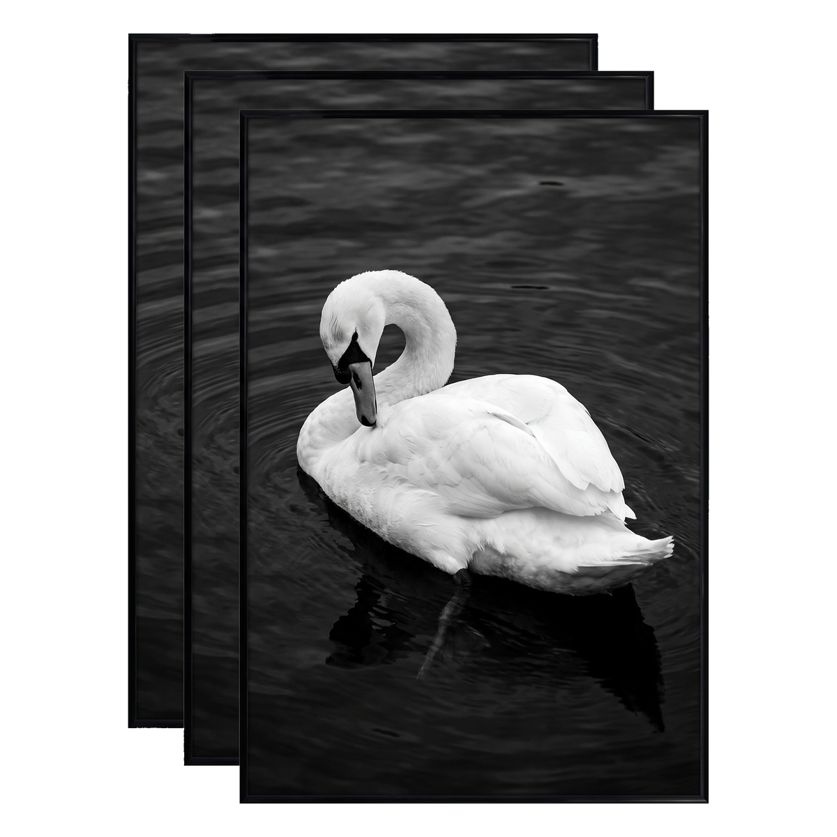 Three stacked black 20x28 Fusion frames all holding the same swan on dark water photo 