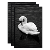 Three stacked black 20x28 Fusion frames all holding the same swan on dark water photo 