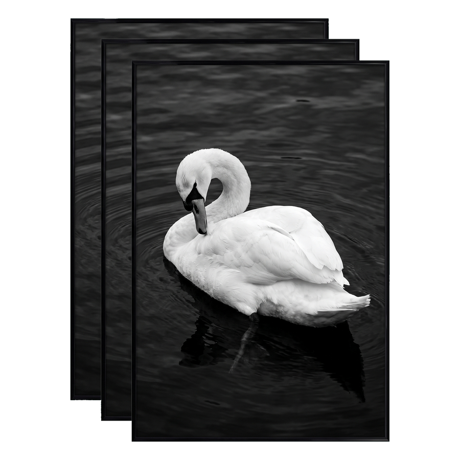 Three stacked black 20x28 Fusion frames all holding the same swan on dark water photo 